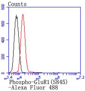 Phospho-GluR1(S845) Rabbit mAb