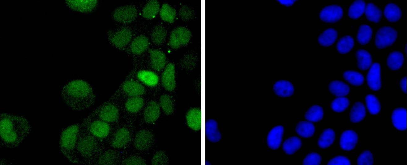 Phospho-c-Jun(T91) Rabbit mAb