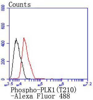 Phospho-PLK1(T210) Rabbit mAb