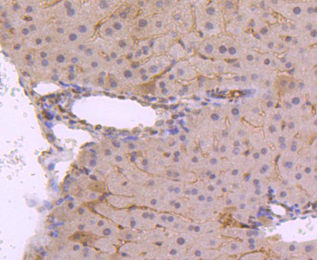 Phospho-JunD(S255) Rabbit mAb