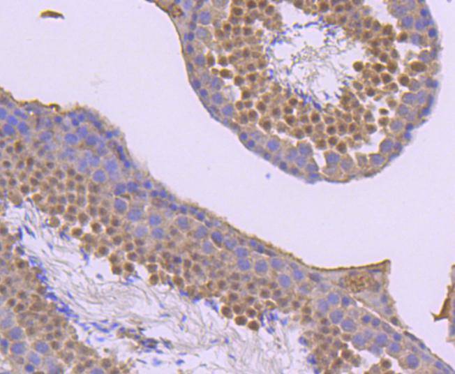 Phospho-JunD(S255) Rabbit mAb