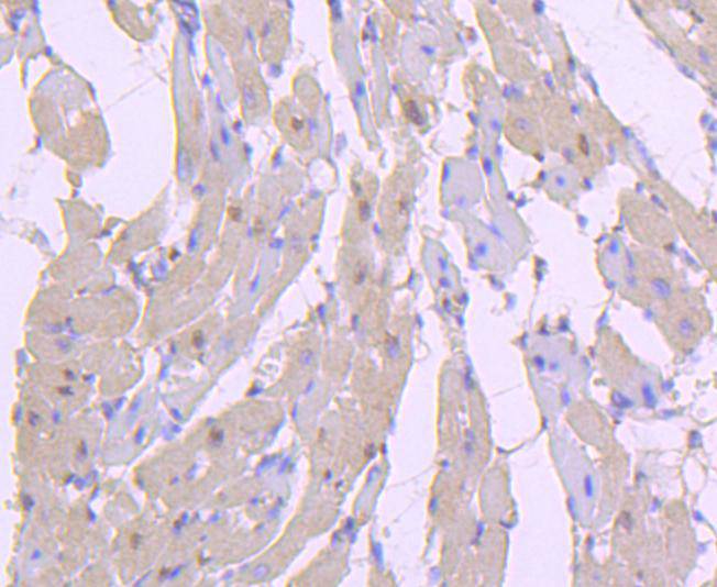 Phospho-AKT1(S124) Rabbit mAb