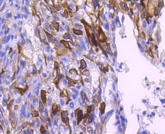 Phospho-AKT1(S124) Rabbit mAb