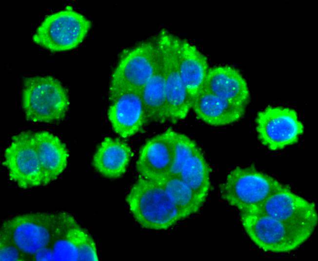 Phospho-PTEN(S380) Rabbit mAb