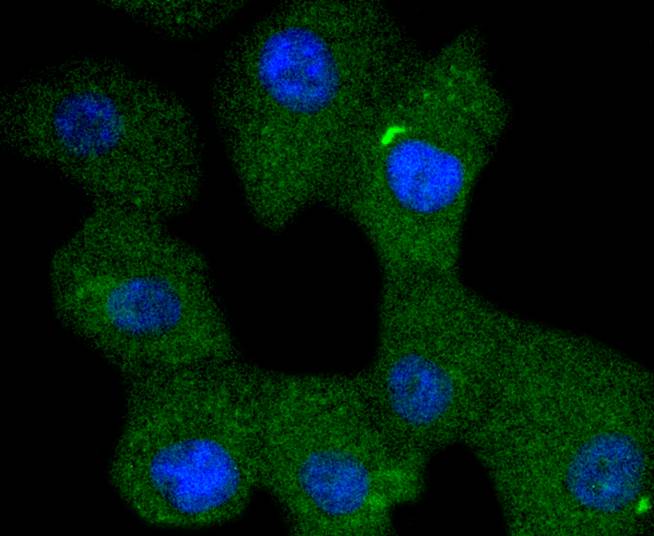 Phospho-SHIP(Y1020) Rabbit mAb