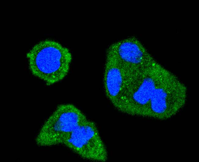 Phospho-SHIP(Y1020) Rabbit mAb