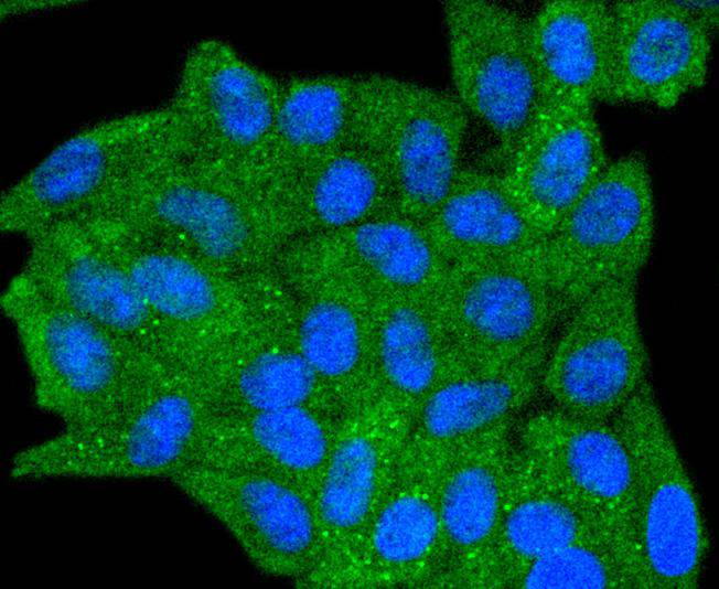 Phospho-SHIP(Y1020) Rabbit mAb