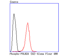 Phospho-POLR2A (S2) Rabbit mAb