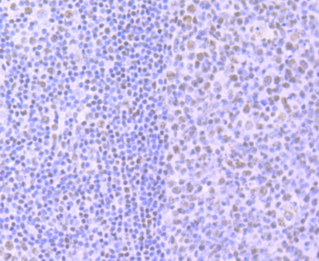 Phospho-POLR2A (S2) Rabbit mAb