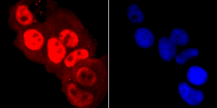 Phospho-POLR2A (S5) Rabbit mAb