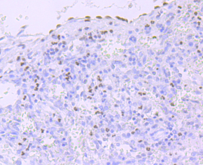 Phospho-POLR2A (S5) Rabbit mAb