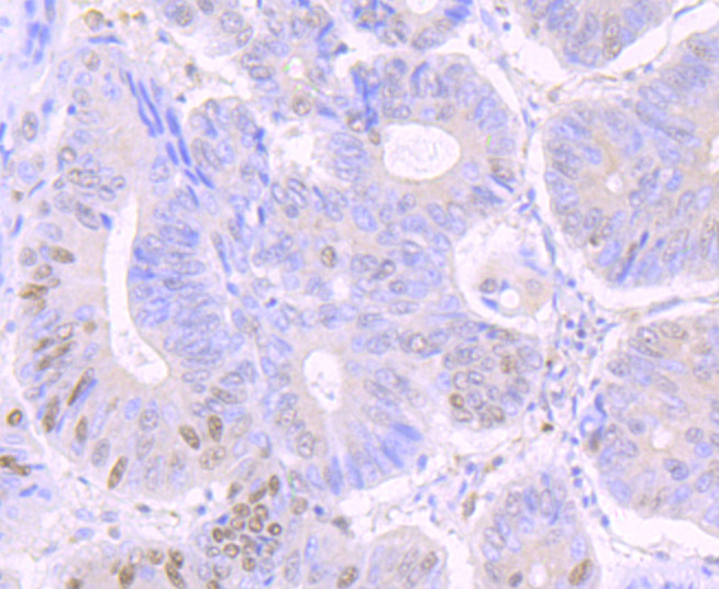 Phospho-Creb (S133) Rabbit mAb