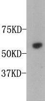 Osteopontin Antibody