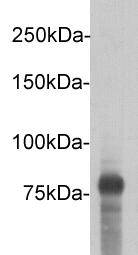 DYKDDDDK Tag (FLAG) Antibody