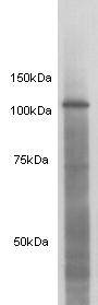 Amyloid Beta A4 Precursor (APP) Antibody