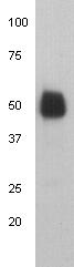 Human IgG heavy chain Antibody