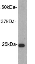 Rabbit IgG κ Light Chain Antibody