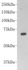 BSA Antibody