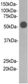 Rabbit IgG heavy chain(Fc fragment) Antibody