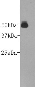 Goat IgG heavy chain Antibody