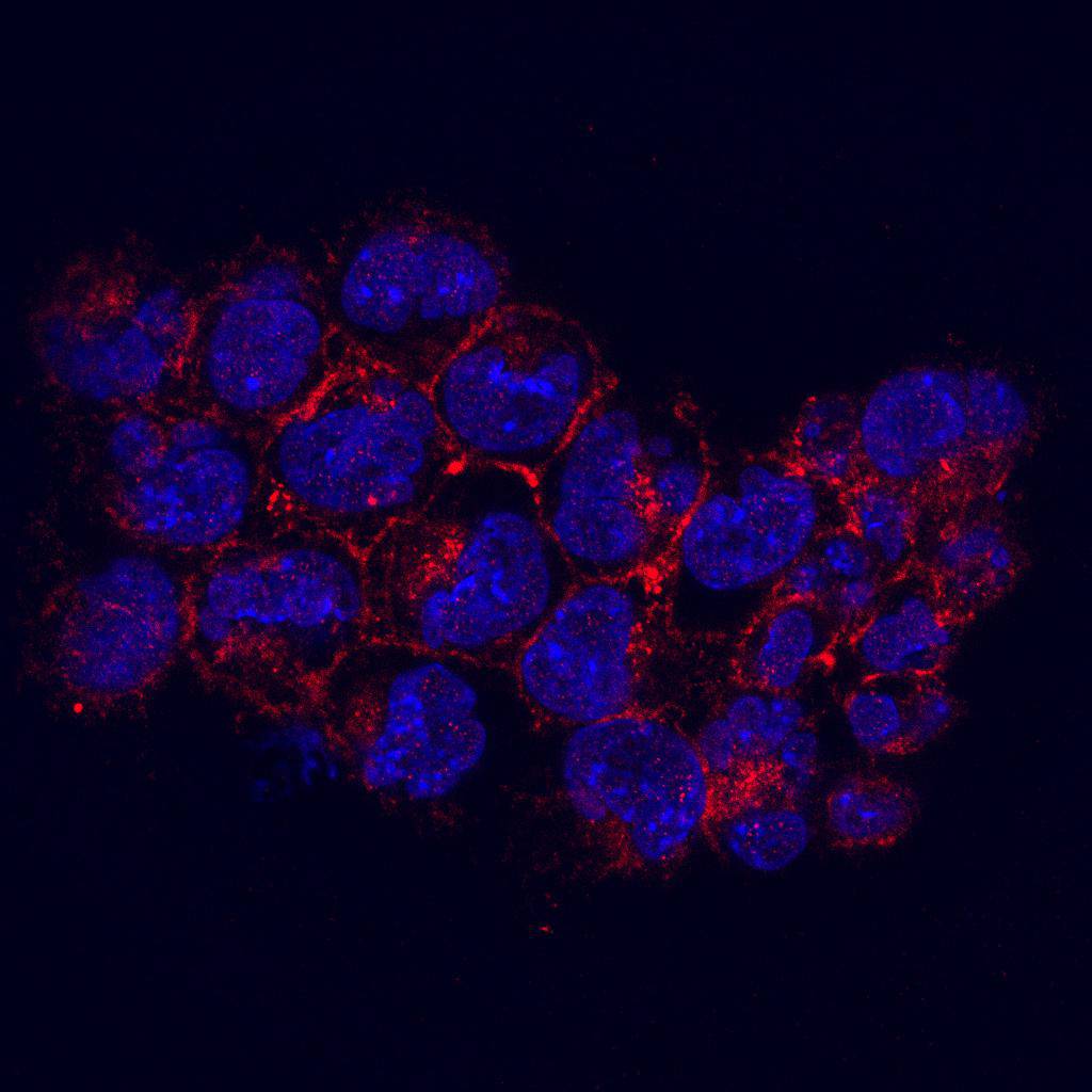 kinase D-interacting substrate 220 Antibody