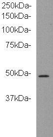 kinase D-interacting substrate 220 Antibody