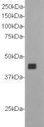 Neuropilin 1 Antibody