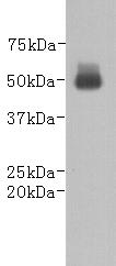 Mouse anti Goat IgG heavy chain-HRP Antibody