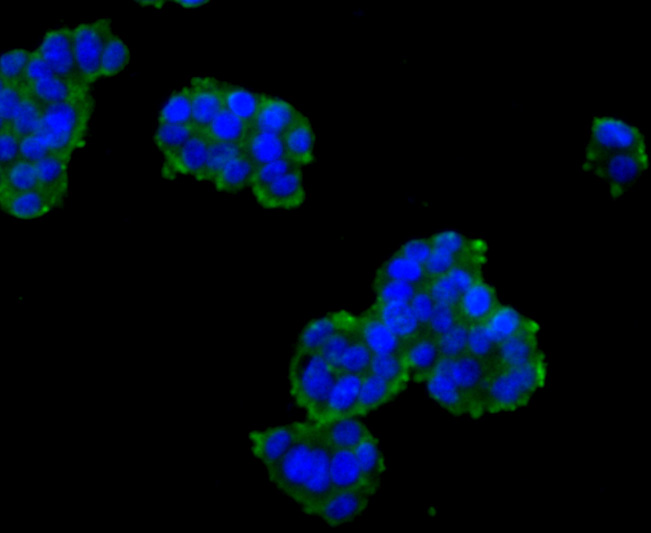 SCAI Antibody