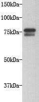 Golgin subfamily A member 5 Antibody