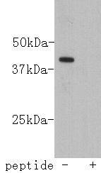 LASS2 Antibody