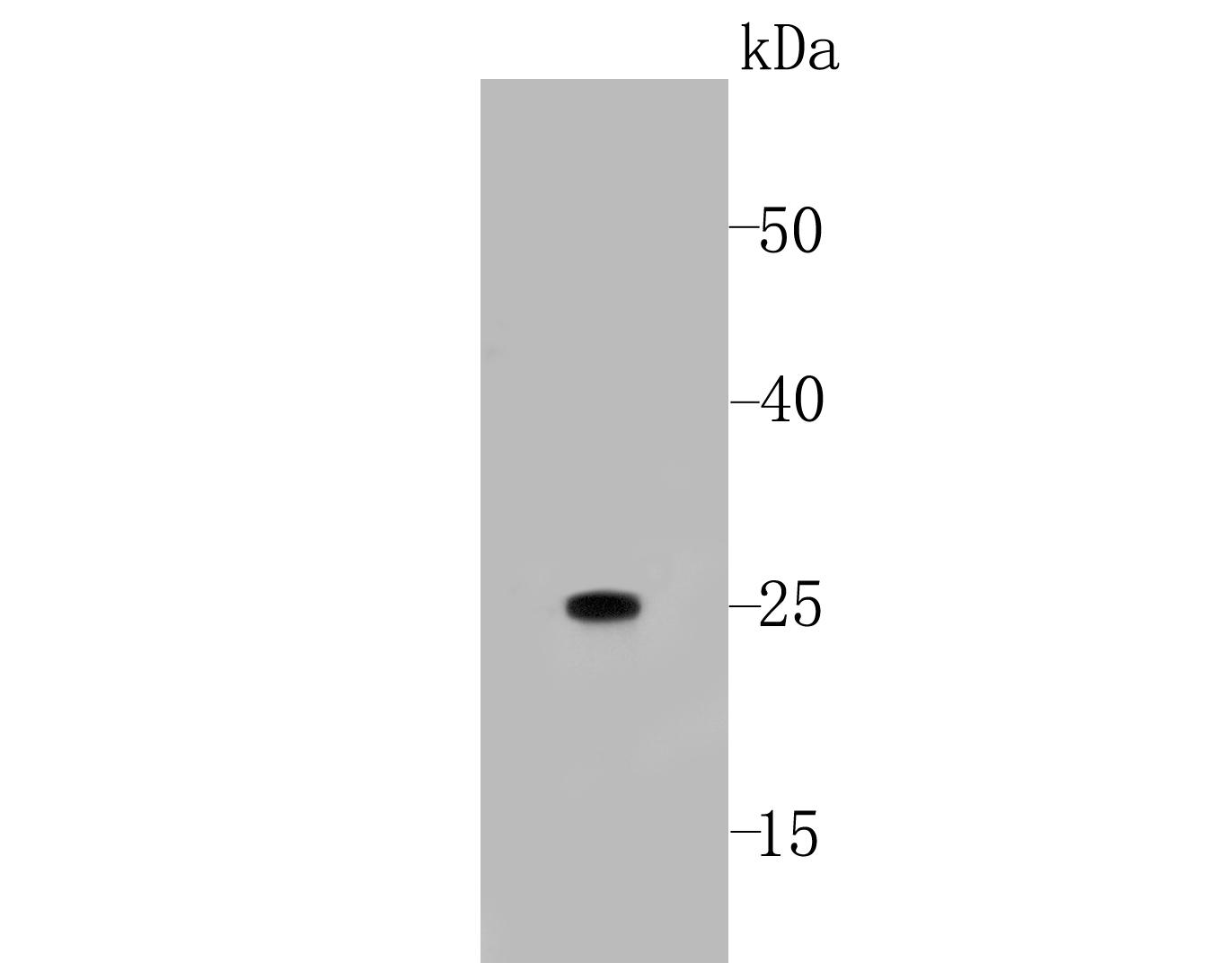 Mouse anti-Human IgG light chain(kappa chain)-HRP Antibody