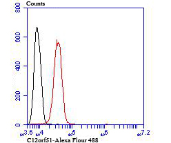 C12orf51 Antibody