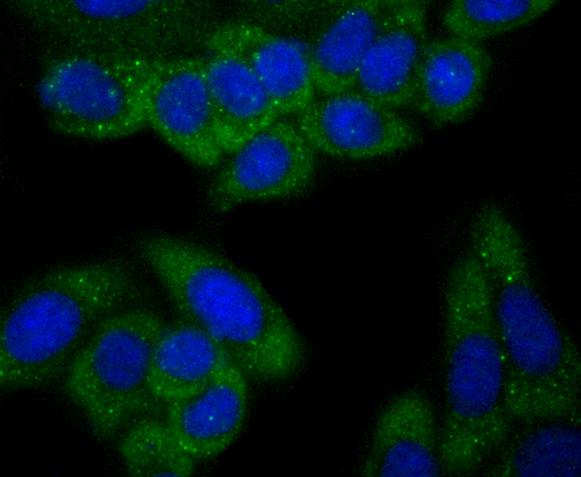 C12orf51 Antibody