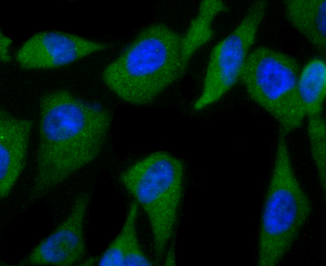 C12orf51 Antibody