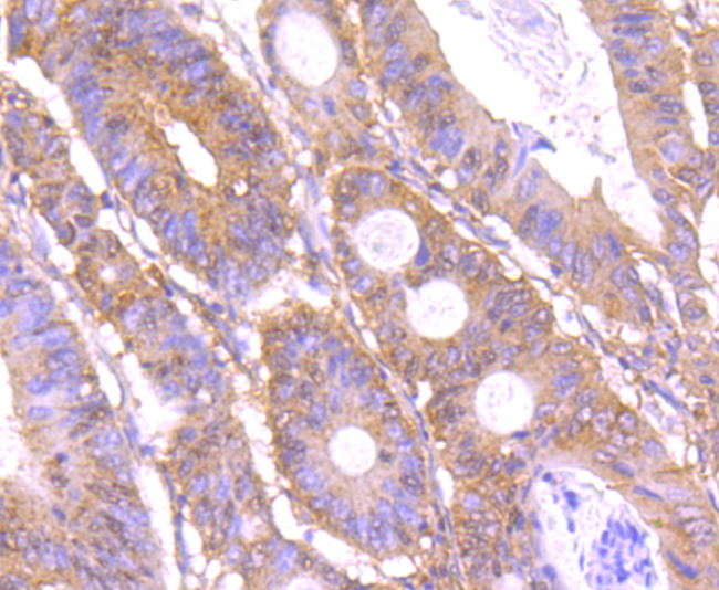 C12orf51 Antibody