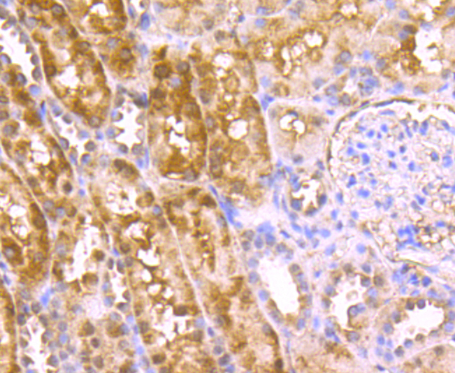 C12orf51 Antibody