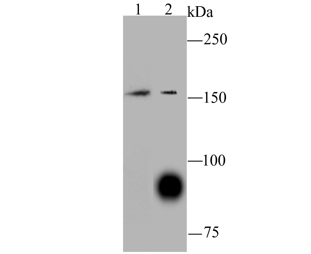 C12orf51 Antibody