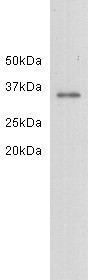 LDH-A Antibody