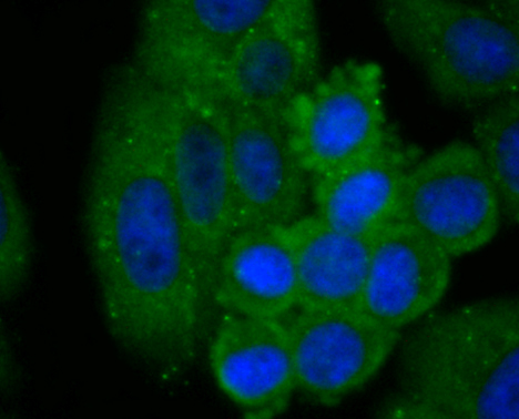 C14orf93 Antibody