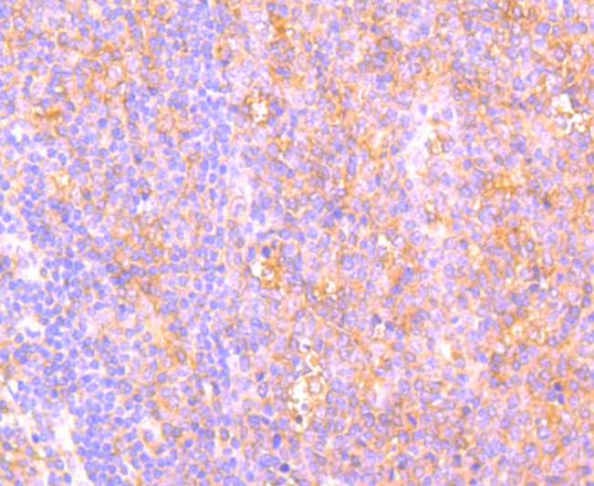 C14orf93 Antibody