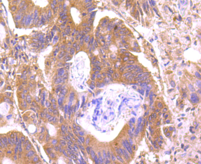 C14orf93 Antibody