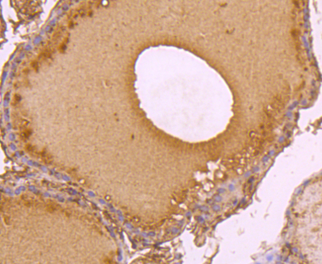 C14orf93 Antibody