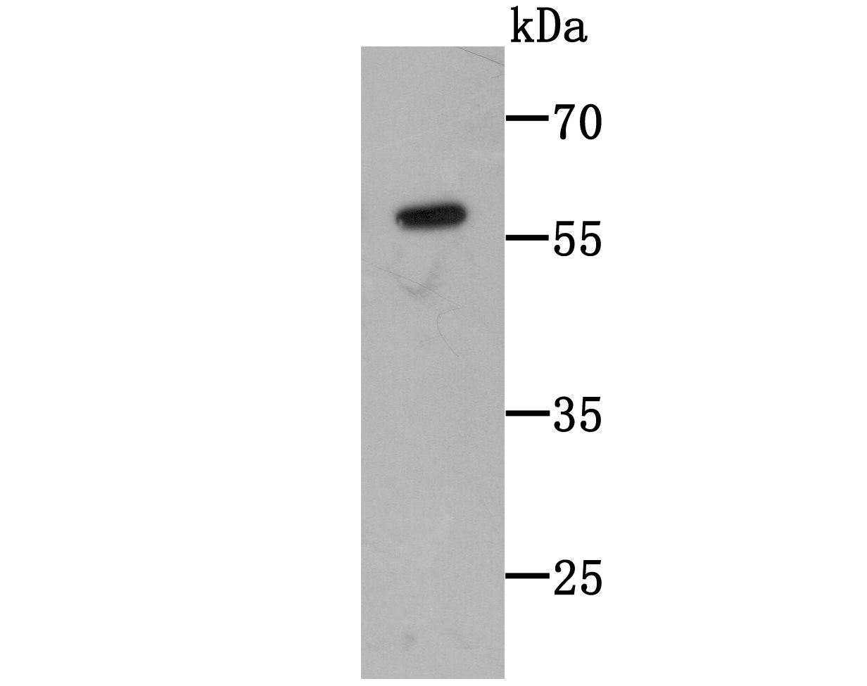 C14orf93 Antibody