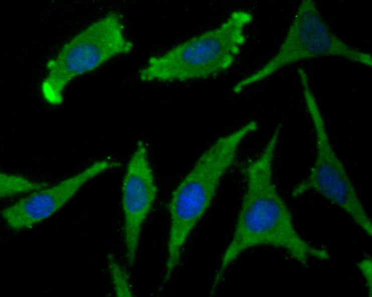 WSCD2 Antibody