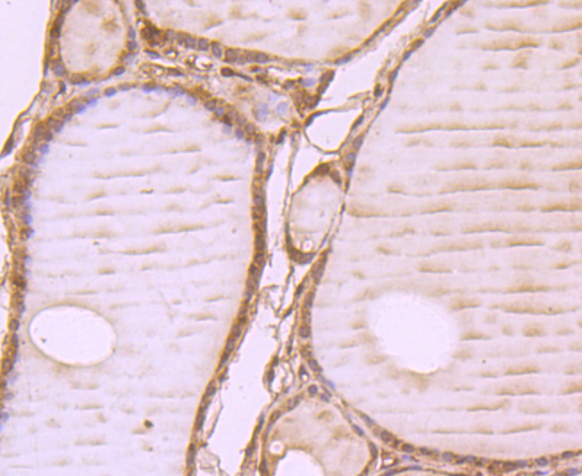 WSCD2 Antibody