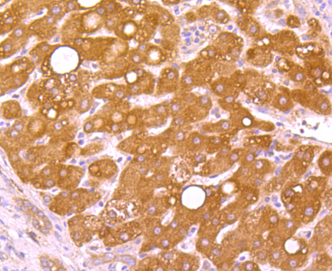 WSCD2 Antibody