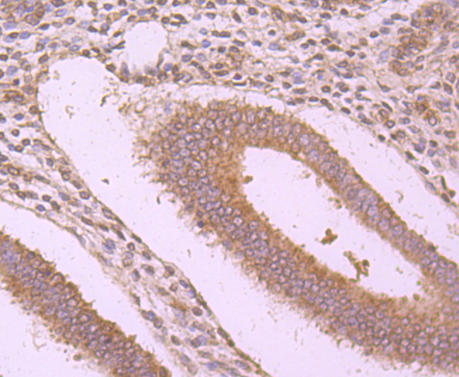 WSCD2 Antibody