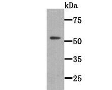 WSCD2 Antibody