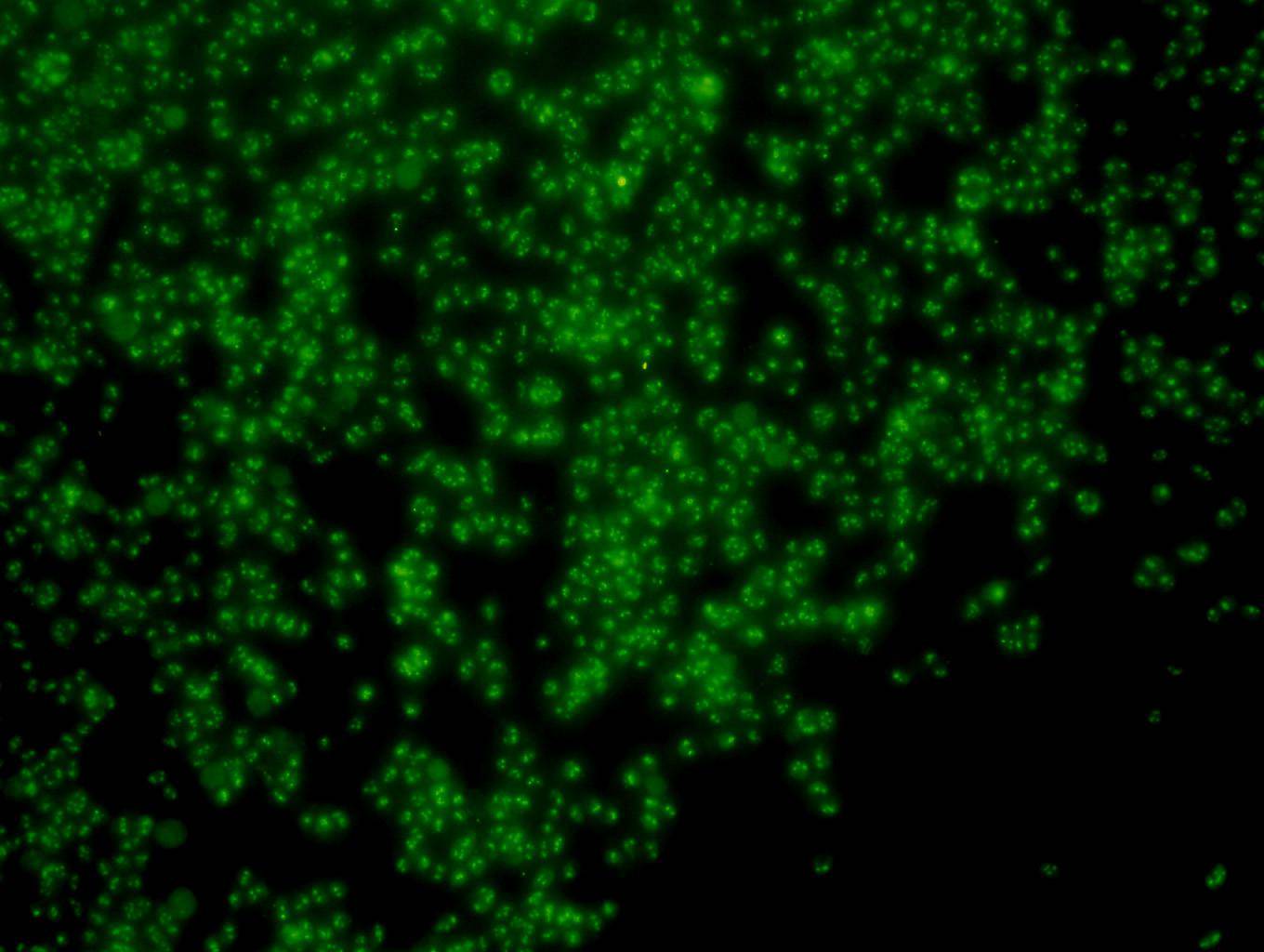 PGBD5 Antibody